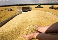 تاخیر در پرداخت پول گندم کاران کرمانی