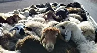 دستگیری سارق مسلح احشام در عملیات پلیس کرمان