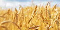 کشت گندم در بیش از ۳۶ هزار هکتار مزارع استان بوشهر