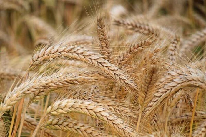 آمادگی خوزستان برای آغاز بزرگترین عملیات برداشت گندم در کشور