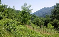 برخورد قاطع با زمین خواری در شهرستان سیاهکل