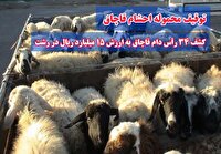کشف ۳۴ رأس دام قاچاق میلیاردی در رشت