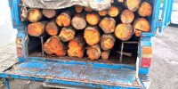 کشف ۶۰ اصله چوب قاچاق در سیاهکل