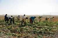 برداشت چغندر قند پاییزه در قیروکارزین