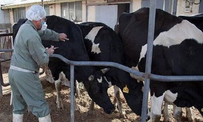واکسیناسیون دام علیه تب برفکی در چهارمحال و بختیاری واکسیناسیون دام علیه تب برفکی در چهارمحال و بختیاری