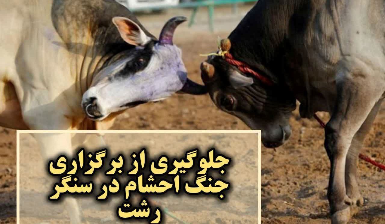 جلوگیری از برگزاری جنگ احشام در بخش سنگر رشت