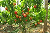 کاشت درخت هلو در شهرستان گرمسیری قیروکارزین