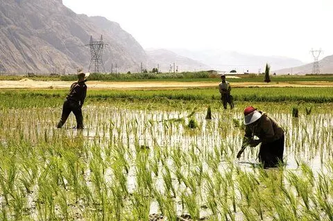 مقابله با چاه‌های غیرمجاز و کشت برنج در مناطق ممنوعه فارس