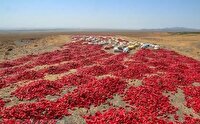 ثبت جشنواره فلفل روستای بیزه شهرستان داورزن در تقویم رویدادهای کشور