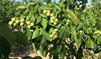 پیش‌بینی برداشت ۲۶ هزار تن گردو در لرستان